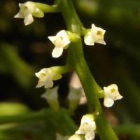 Schoenorchis nivea (Lindl.) Schltr.